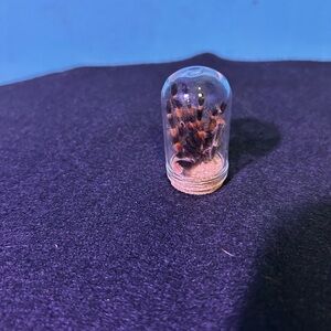 Decorative Preserved Tarantula in Glass Dome